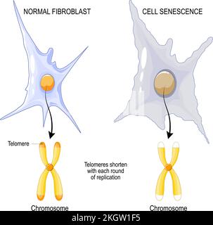 Chromosom eines normalen Fibroblasten und Zellseneszenz. Telomere werden mit jeder Replikationsrunde verkürzt. Alterungsprozess. Vektorposter Stock Vektor