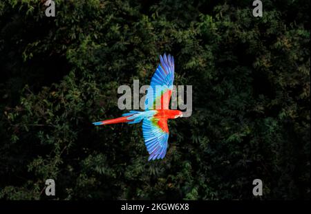 Ein roter und grüner Ara (Ara chloropterus) im Flug im Buraco das Araras, ein Sinkloch in Jardim, Süd-Pantanal, Mato Grosso do Sul, Brasilien Stockfoto