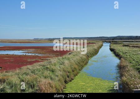 Drainagedyke und die rote Herbstsaatfarbe der Gemeinen Glaswürze (Salicornia europaea) in den Salzmarschen von Cley neben dem Meer, Norfolk, England, Vereinigtes Königreich Stockfoto