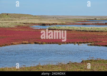 Die rote Herbstsaatfarbe der gewöhnlichen Glaswürze (Salicornia europaea) in den Salzmarschen von Cley Near the Sea, Norfolk, England, Vereinigtes Königreich Stockfoto