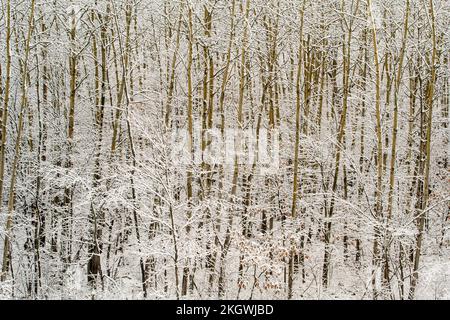 Aspen Woodland mit frühem Schnee, Greater Sudbury, Ontario, Kanada Stockfoto