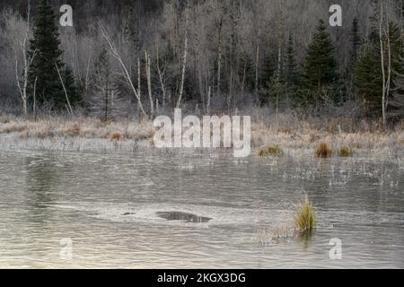 Gefrorener Biberteich bei Sonnenaufgang, Greater Sudbury, Ontario, Kanada Stockfoto