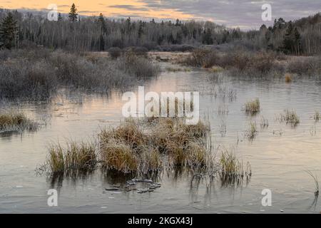 Gefrorener Biberteich bei Sonnenaufgang, Greater Sudbury, Ontario, Kanada Stockfoto