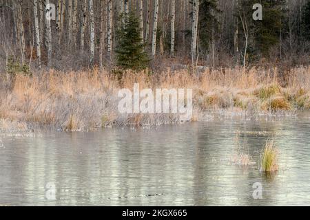 Gefrorener Biberteich bei Sonnenaufgang, Greater Sudbury, Ontario, Kanada Stockfoto