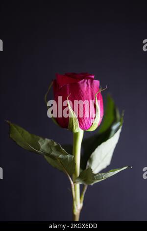 Nahaufnahme von einer roten rose. Stockfoto