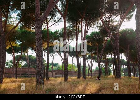 Paare entspannen sich auf dem Gras im Schatten der wunderschönen italienischen Steinkiefern. Picknick im Freien im Parco Degli Acquedotti, einem öffentlichen Park in Rom, Italien Stockfoto