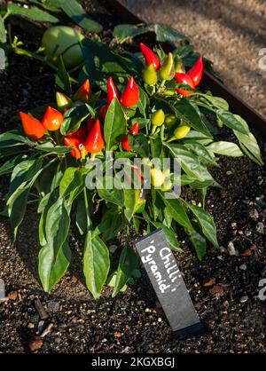Chili-Pfefferpyramide in nährstoffreichen Böden. Herbstsonne, frühe warme Variante. Kompakte Pflanze, die kleine konische gelbe Früchte erzeugt, die sich im reifen Zustand rot färben. Stockfoto