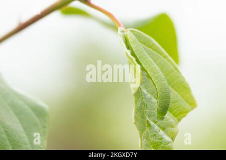 Brimsteinlarven (Gonepteryx rhamni) Schmetterlingslarven auf Alder Buckthorn. Sussex, Großbritannien. Stockfoto