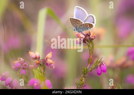 Silberbesetzter blauer (Plebeius argus) männlicher Schmetterling auf Bell Heather (Erica cinerea). Ashdown Forest, East Sussex, Großbritannien. Stockfoto