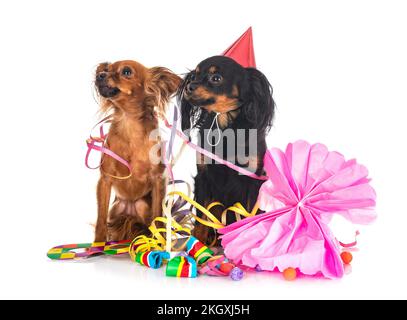 Russkiy Toy vor weißem Hintergrund Stockfoto