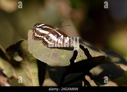 Gewöhnlicher Seemannsfalter (Neptis hylas), Erwachsener, der sich auf Blättern mit offenen Flügeln sonnt Madhya Pradesh, Indien November Stockfoto