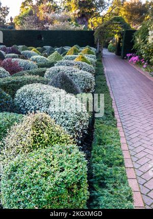 RHS Wisley Knot Gartenterre mit Box Hedging ein attraktiver gepflegter, gepflegter, ummauerter Garten in Herbstfarbe Surrey UK Stockfoto