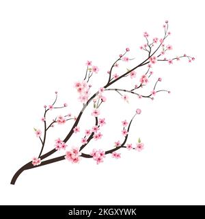 Japanischer Kirschblütenvektor. Kirschblütenzweig mit Sakura-Blume. Kirschblüte mit rosafarbener Sakura-Blume. Aquarelle Kirschblüte Stock Vektor