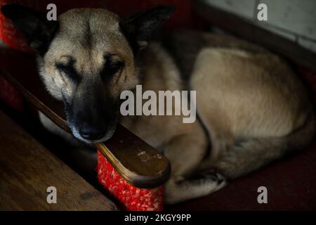 Hund im Stuhl. Haustier schläft im Hof. Tier auf der Couch. Ein obdachloser Freund. Stockfoto