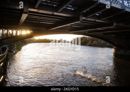 23.. November 2022 London, Großbritannien. Die Barnes Railway Bridge ist wegen dringender Reparaturarbeiten geschlossen. Ein Schwanenland unter der Barnes Railway Bridge, einem viktorianischen Gebäude der Klasse II, ist wegen dringender Reparaturen an 4 der 86 Stahlstifte geschlossen, die die tragenden Träger der Schienen halten. Es gibt keine Züge zwischen Chiswick und Waterloo bis vielleicht Neujahr, mit Umleitung nach Kew Bridge für Pendler. Anerkennung Peter Hogan/ALAMY Stockfoto