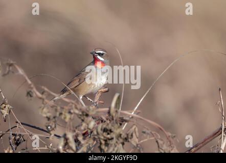 Siberian Rubythroat ist ein bodenliebender singvögel Asiens. Sie brüten hauptsächlich in Sibirien, während sie in Süd- und Südostasien überwintern. Stockfoto