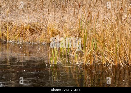 Frosted Cattails reflektiert in einem gefrorenen Biberteich, Greater Sudbury, Ontario, Kanada Stockfoto