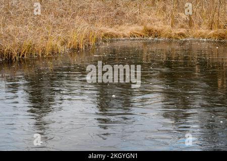 Frosted Cattails reflektiert in einem gefrorenen Biberteich, Greater Sudbury, Ontario, Kanada Stockfoto