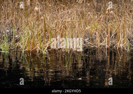 Frosted Cattails reflektiert in einem gefrorenen Biberteich, Greater Sudbury, Ontario, Kanada Stockfoto