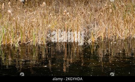 Frosted Cattails reflektiert in einem gefrorenen Biberteich, Greater Sudbury, Ontario, Kanada Stockfoto