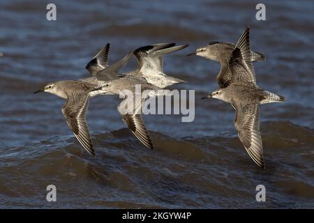 Knot (Calidris canutus) Herde fliegt Norfolk GB UK Oktober 2022 Stockfoto