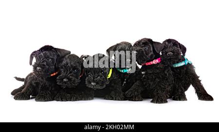Miniature Schnauzer vor weißem Hintergrund Stockfoto