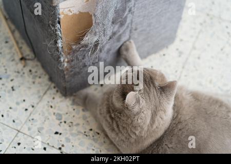 Katzenkratzer an Möbeln. Eine zerrissene Ecke des Sofas, die von Katzenkrallen ruiniert worden war. Stockfoto