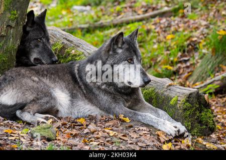 Zwei Wölfe aus dem Nordwesten / Wolf aus dem Mackenzie Valley / Kanadische / Alaskanische Holzwölfe (Canis lupus occidentalis), die sich im Wald ausruhen Stockfoto