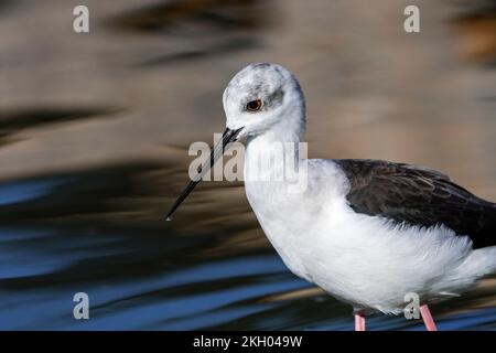 Schwarzflügel-Stelzenläufer (Himantopus himantopus) Männchen, die in seichtem Wasser im Sumpfgebiet auf Nahrungssuche gehen Stockfoto