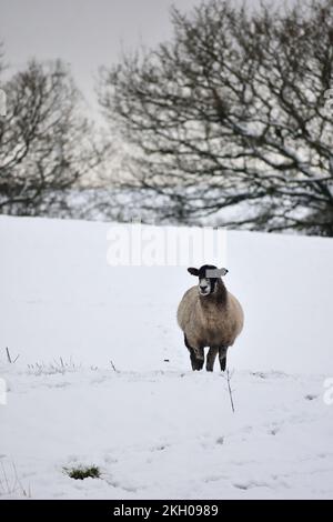 Winter-Einzelschafe in schneebedeckter Lancashire Pennine Landschaft mit Blick auf die Kamera und schneebedeckten Bäumen im Hintergrund. Stockfoto