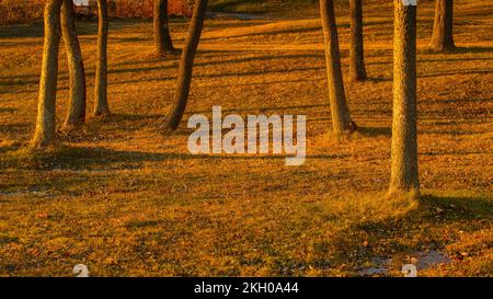 Baumstämme in einem Park, Greater Sudbury, Ontario, Kanada Stockfoto