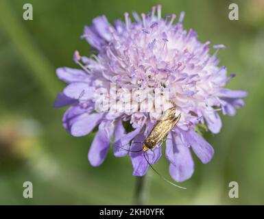 Die Brassy Longhorn Moth (Nemophora metallica), die auf einem Feld Eine skabiöse Blüte (Knautia arvensis) ernährt, Eine seltene Mottenart in Suffolk, Großbritannien. Stockfoto