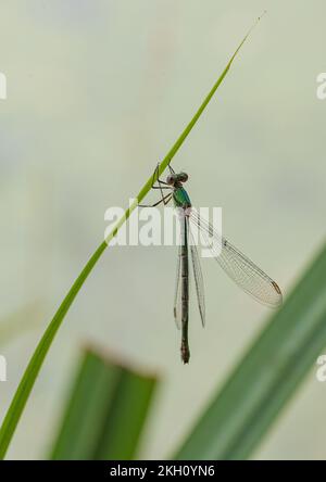 Ein männlicher Willow Emerald Damselfly (Chalcolestes viridis), der auf einem Schilf ruht und seine wunderschönen schillernden grünen Farben zeigt. Suffolk, Großbritannien Stockfoto