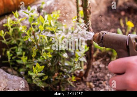 Eine Nahaufnahme einer Frau, die die Pflanzen im Garten bewässert Stockfoto