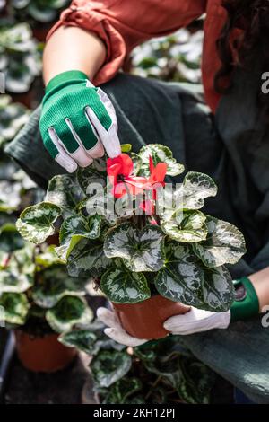 Eine vertikale Aufnahme der Hand eines Gärtners, die eine Blume in einem botanischen Garten behandelt Stockfoto