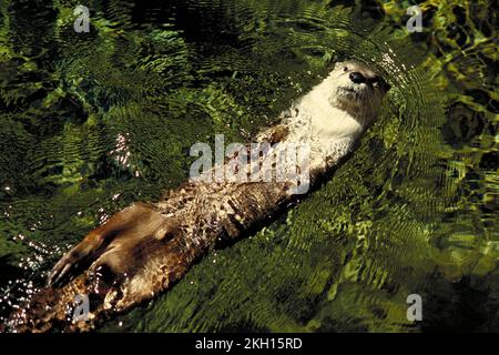 Ein Otter, Lontra canadensis, schwimmt in sauberem Wasser Stockfoto