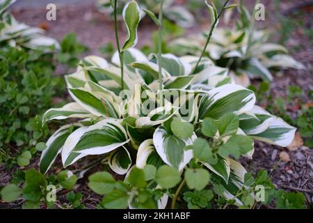 Hosta, auch bekannt als Plantain Lilien aus nächster Nähe. Stockfoto