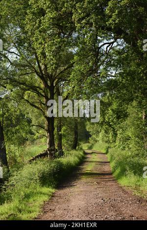 Von Bäumen gesäumte Gasse in galloway Scotland, Großbritannien, Landschaft mit Blick auf die Straße mit Bäumen an der Seite und gedämpftes Sommersonnenlicht, das den Zuschauer zum Spazierengehen einlädt Stockfoto