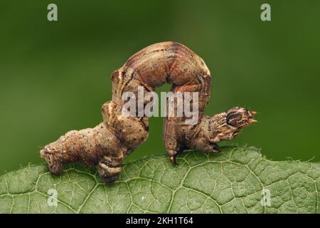 Frühdornmottenraupe (Selenia dentaria) auf Pflanzenblatt. Tipperary, Irland Stockfoto