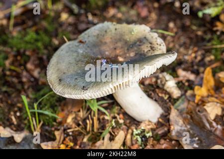 Green Brittlegill, New Forest, Hampshire, Großbritannien. Essbar. Stockfoto