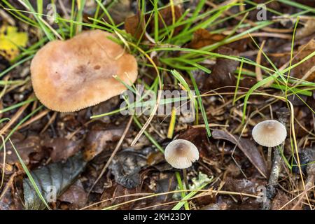 Gewöhnliche Hauben, Pilze und Eichenmilchkappen, New Forest, Hampshire, Großbritannien, ungenießbar Stockfoto