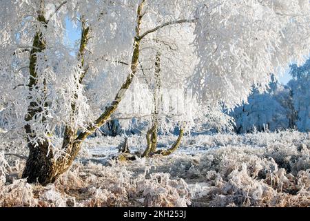 Starker Frost klammert sich im Frühwinter auf Cannock Chase AONB (Gebiet von außergewöhnlicher natürlicher Schönheit) in Staffordshire, England, Großbritannien, an Bäumen an Stockfoto