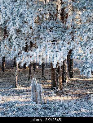 Starker Frost klammert sich im Frühwinter auf Cannock Chase AONB (Gebiet von außergewöhnlicher natürlicher Schönheit) in Staffordshire, England, Großbritannien, an Bäumen an Stockfoto