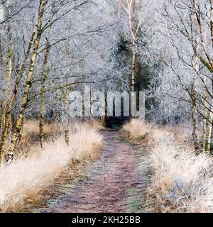 Winter bereift, Bäumen und Gräsern Ansons Bank auf Cannock Chase Gebiet von Außergewähnliche natürlicher Schönheit im Frühling Staffordshire Stockfoto