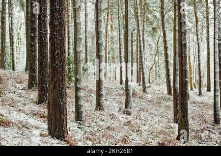 Kiefernwald im Winter mit anhängendem Schnee und Frost im Cannock Chase AONB Gebiet von herausragender natürlicher Schönheit im Herbst Staffordshire England United Kin Stockfoto