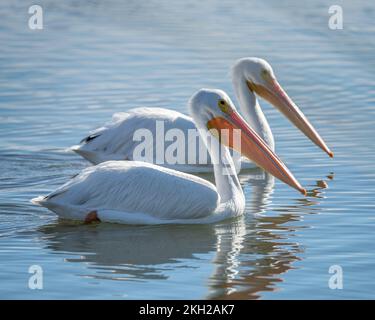 Zwei amerikanische Weiße Pelikane (Pelecanus erythrorhynchos) schwimmen im See im Sepulveda Basin Wildlife Reserve in Van Nuys, CA. Stockfoto