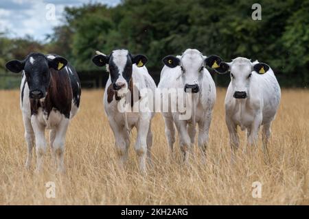 British Blue erzeugte Kälber von Milchvieh draußen auf Gras, Großbritannien. Stockfoto