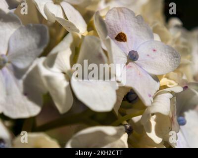Makrofotografie weißer Hortensien, im Garten nea, der Kolonialstadt Villa de Leyva im Zentrum Kolumbiens. Stockfoto
