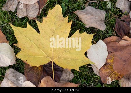 Gelbes Ahornblatt im Herbst auf dunkelgrünem Grashintergrund neben anderen trockenen Blättern auf dem Boden Stockfoto