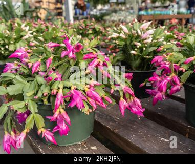 Farbenfroher Weihnachtskaktus im Gewächshaus, das zur Weihnachtszeit blüht Stockfoto